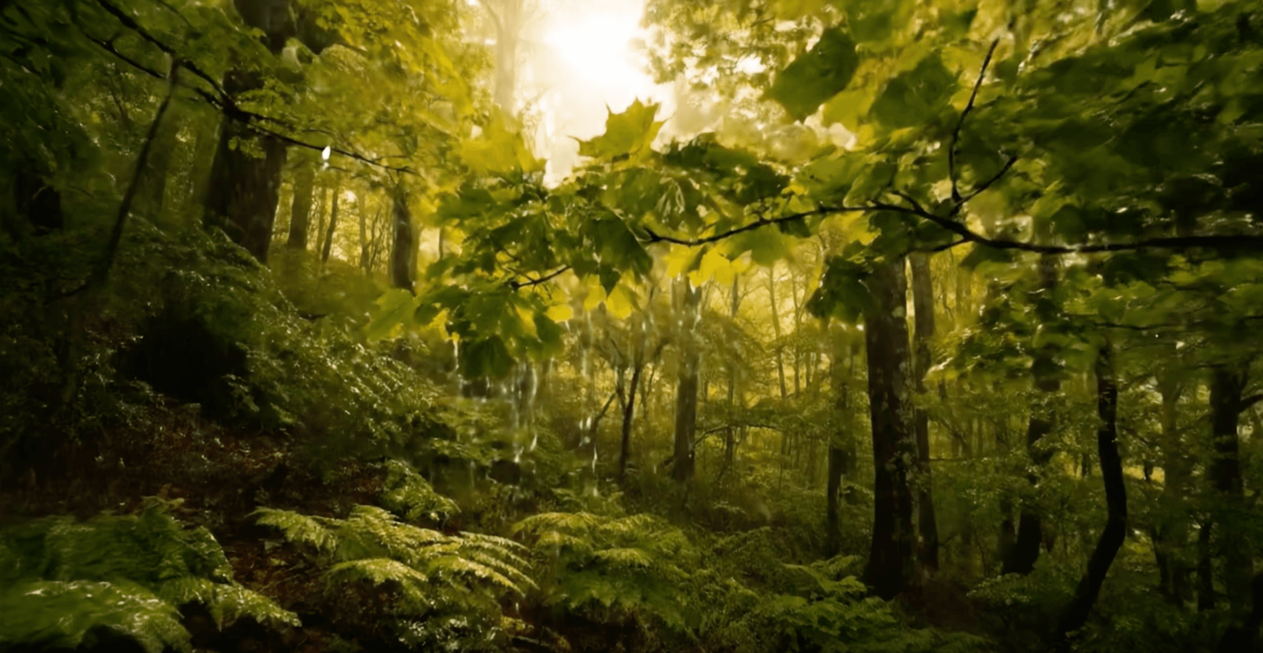 Gentle Rain & Thunder